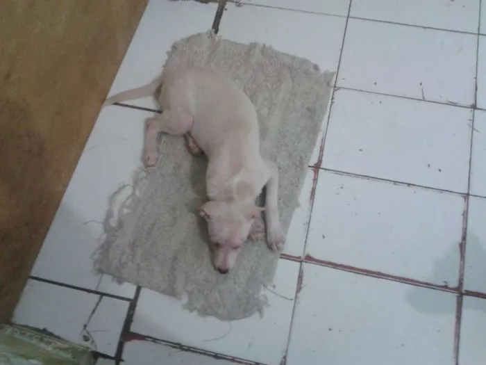 Cachorro ra a SRD idade 2 a 6 meses nome Afrodite