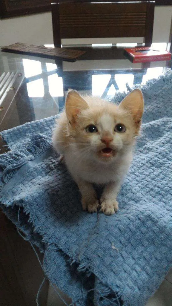 Gato ra a SRD idade Abaixo de 2 meses nome Sem nome