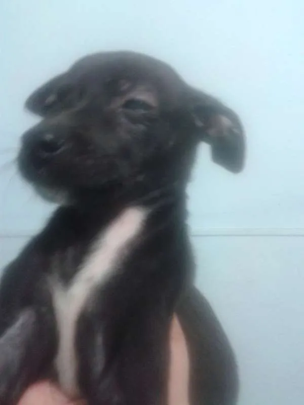 Cachorro ra a SRD idade 2 a 6 meses nome Mabel