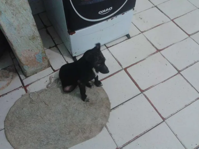 Cachorro ra a SRD idade 2 a 6 meses nome Mabel