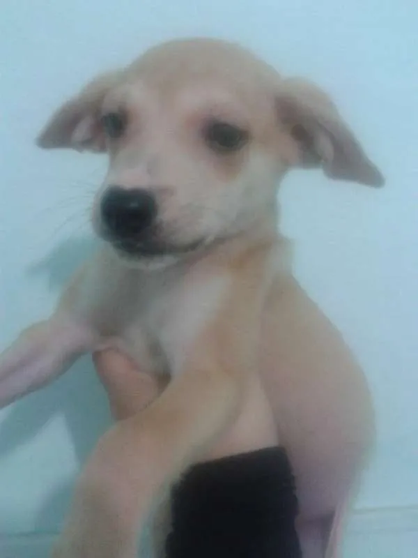 Cachorro ra a SRD idade 2 a 6 meses nome Bella