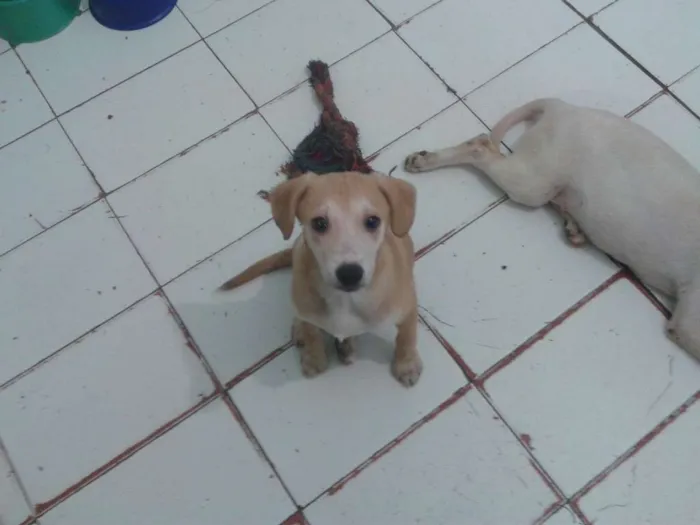 Cachorro ra a SRD idade 2 a 6 meses nome Bella