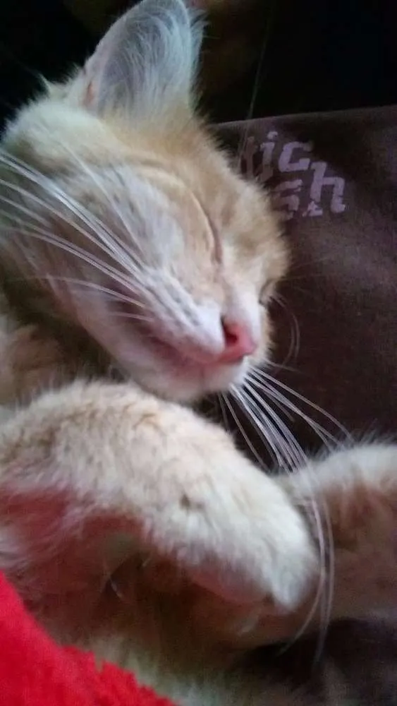 Gato ra a Persa idade 2 a 6 meses nome Floquinha