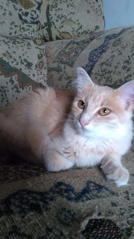 Gato ra a Persa idade 2 a 6 meses nome Floquinha