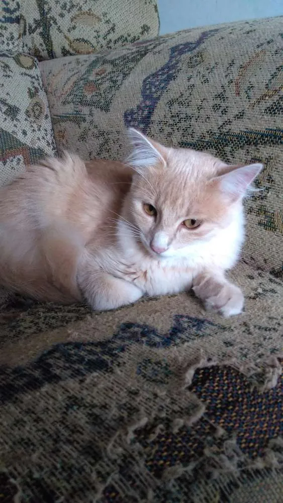 Gato ra a Persa idade 2 a 6 meses nome Floquinha