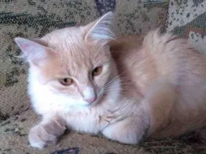 Gato raça Persa idade 2 a 6 meses nome Floquinha