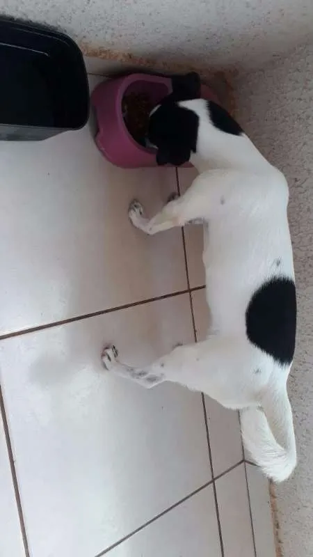 Cachorro ra a Vira lata idade 2 a 6 meses nome Catarina