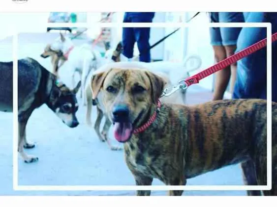 Cachorro ra a Srd idade  nome Tigrada