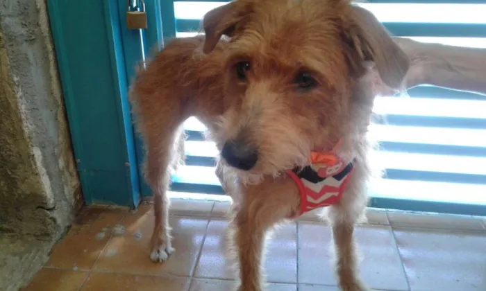 Cachorro ra a SRD idade 1 ano nome LUNA