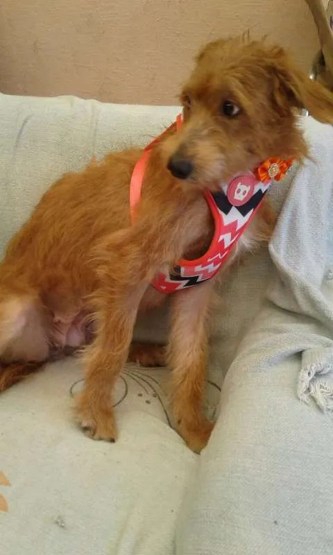 Cachorro ra a SRD idade 1 ano nome LUNA