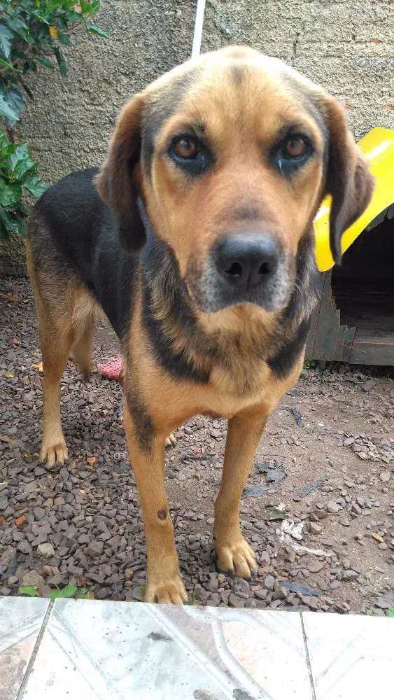 Cachorro ra a rottweiler c/ pastor belga idade 4 anos nome Bia