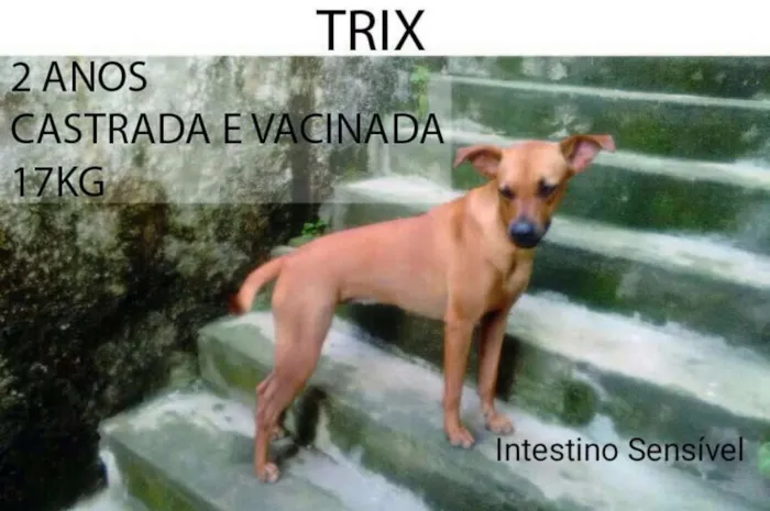 Cachorro ra a SRD idade 2 anos nome Trix