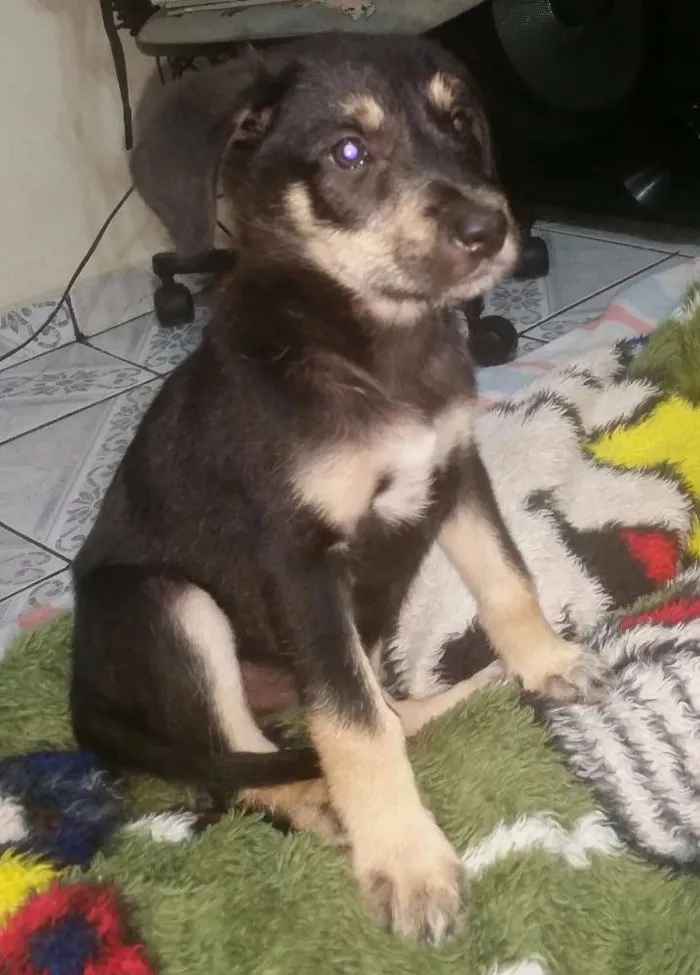 Cachorro ra a  idade 2 a 6 meses nome Katita 