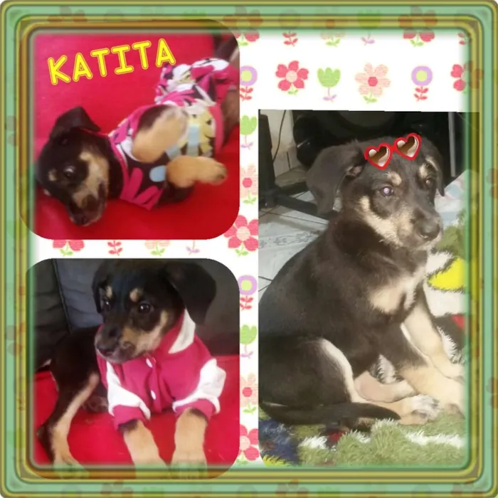 Cachorro ra a  idade 2 a 6 meses nome Katita 