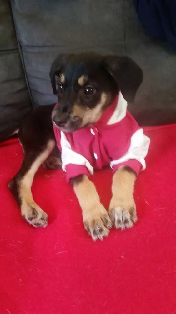 Cachorro ra a  idade 2 a 6 meses nome Katita 