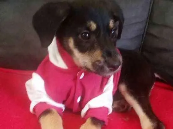 Cachorro ra a  idade 2 a 6 meses nome Katita 