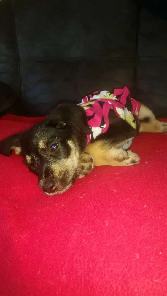 Cachorro ra a  idade 2 a 6 meses nome Katita 