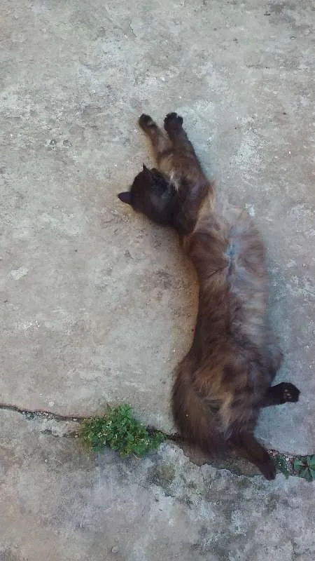 Gato ra a SRD idade 3 anos nome Helena