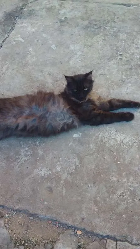 Gato ra a SRD idade 3 anos nome Helena