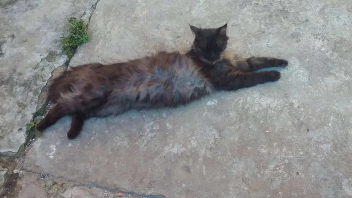Gato ra a SRD idade 3 anos nome Helena