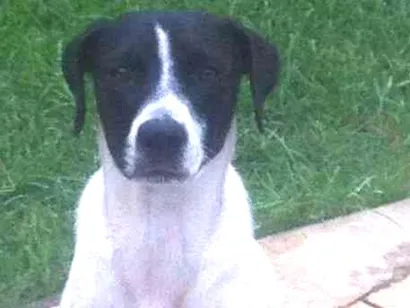 Cachorro raça Pointer idade 3 anos nome Rebekah
