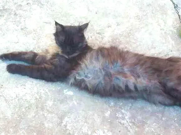 Gato ra a SRD idade 3 anos nome Helena