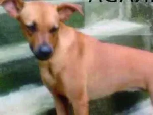 Cachorro raça SRD idade 2 anos nome Trix