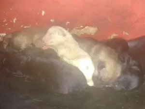 Cachorro raça  idade  nome Não sei