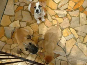 Cachorro raça Não sei idade 2 a 6 meses nome Não tem nome ainda