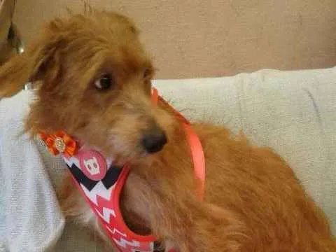 Cachorro ra a SRD idade 1 ano nome LUNA