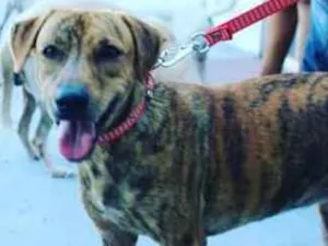 Cachorro raça Srd idade  nome Tigrada