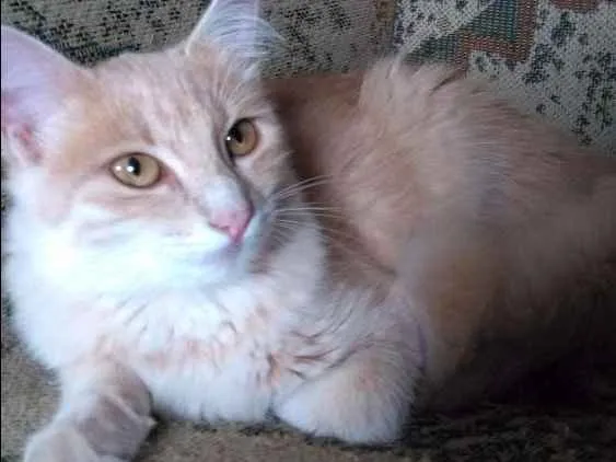 Gato ra a Persa idade 2 a 6 meses nome Floquinha