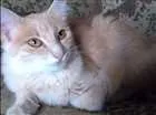 Gato raça Persa idade 2 a 6 meses nome Floquinha