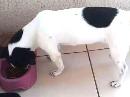 Cachorro ra a Vira lata idade 2 a 6 meses nome Catarina