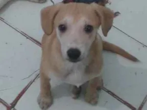 Cachorro raça SRD idade 2 a 6 meses nome Bella