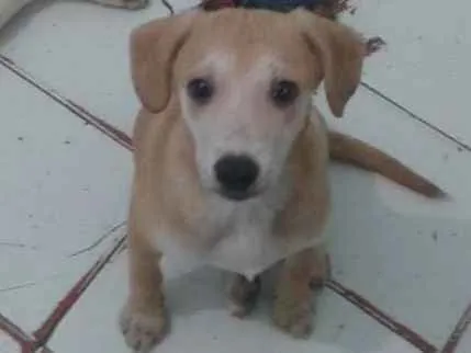 Cachorro ra a SRD idade 2 a 6 meses nome Bella