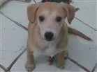 Cachorro raça SRD idade 2 a 6 meses nome Bella