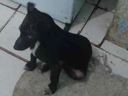 Cachorro ra a SRD idade 2 a 6 meses nome Mabel