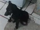 Cachorro raça SRD idade 2 a 6 meses nome Mabel