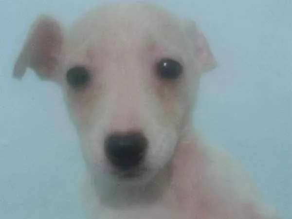 Cachorro ra a SRD idade 2 a 6 meses nome Afrodite