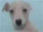 Cachorro raça SRD idade 2 a 6 meses nome Afrodite