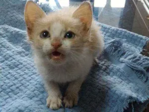 Gato raça SRD idade Abaixo de 2 meses nome Sem nome