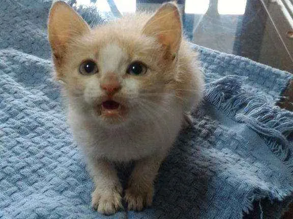 Gato ra a SRD idade Abaixo de 2 meses nome Sem nome