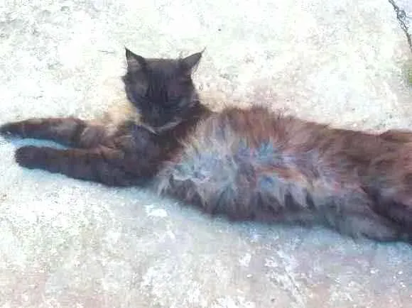 Gato ra a SRD idade 3 anos nome Helena
