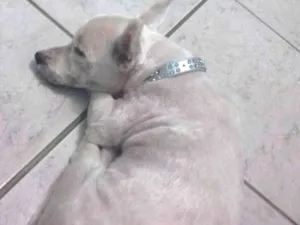 Cachorro raça Westie idade 3 anos nome Adrien