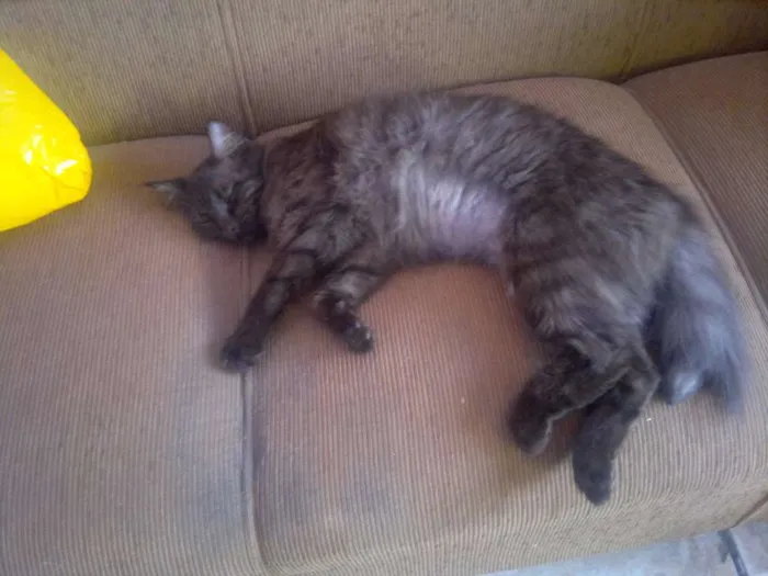 Gato ra a SRD idade 3 anos nome Helena