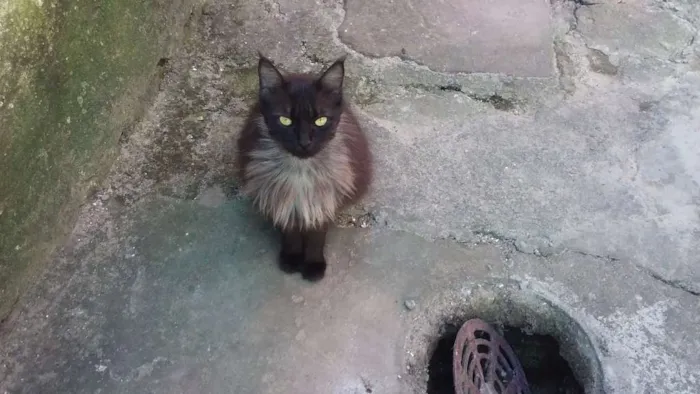 Gato ra a SRD idade 3 anos nome Helena