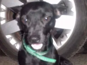 Cachorro raça Indeterminada  idade 1 ano nome Bily