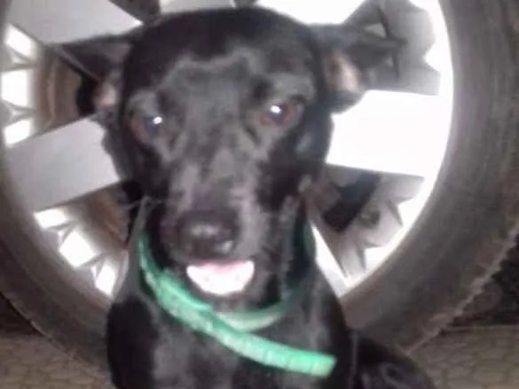 Cachorro ra a Indeterminada  idade 1 ano nome Bily