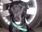 Cachorro raça Indeterminada  idade 1 ano nome Bily
